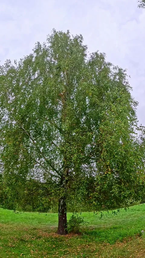 Single green tree standing in meadow under cloudy sky Stock Footage 317146144