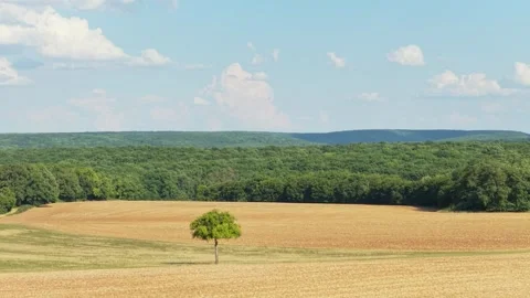 A single green tree standing in the middle of a golden harvested field, bordered Stock Footage 346720298