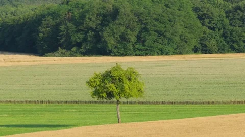 A single green tree standing in the middle of open agricultural fields in the Stock Footage 346723248