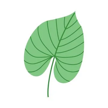 Single green tropical leaf isolated on white background, minimalist botanical 스톡 일러스트