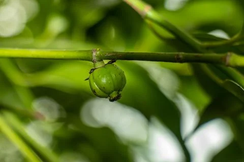 Single green wild fruit grows on thin branch in tropical canopy. Stock Photos