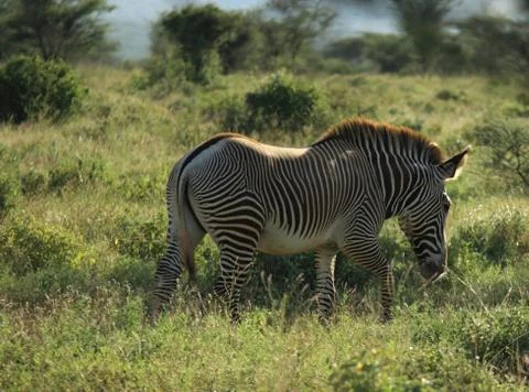 Single grevy's zebra Stock Photos