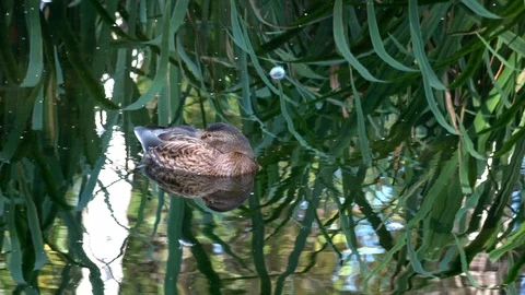 Single grey brown duck floating Video stock 94168117