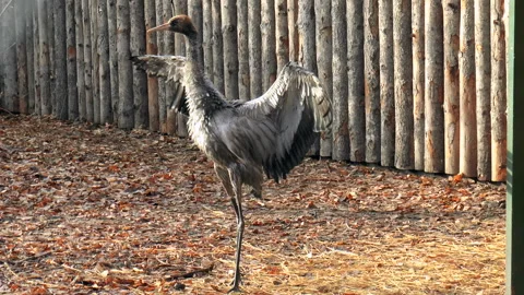 Single Grey Crane bird Stock Footage 91967199