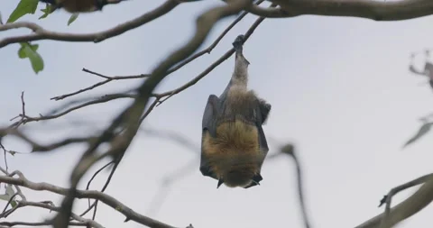 Single Grey-headed Flying Foxes Hanging in Eucalyptus Trees Vídeo Stock 329289007
