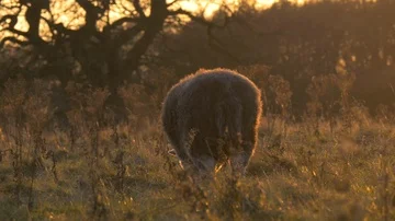 A single grey herdwick sheep grazing in the Peak District National Park in Derby Stock Footage 85644673