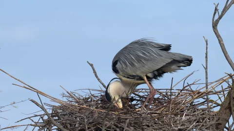 A single grey heron bird adjusting in the nest Stock Footage 251872185