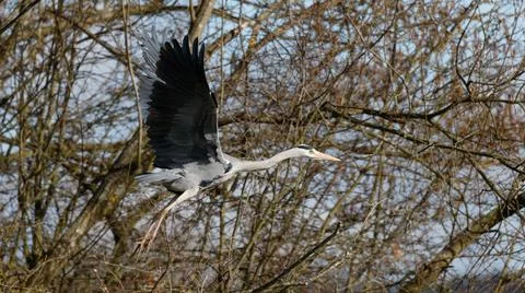 A single grey Heron in flight Stock Photos