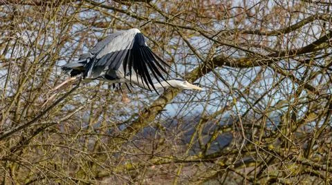 A single grey Heron in flight Stock Photos