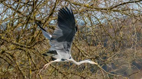 A single grey Heron in flight 스톡 사진