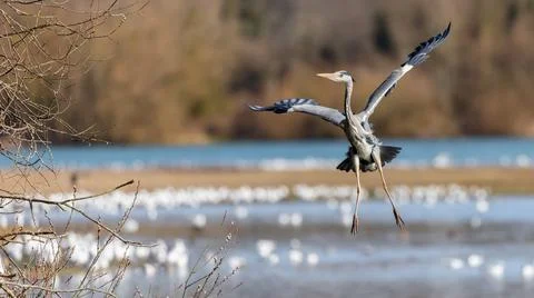 A single grey Heron in flight Stock Photos