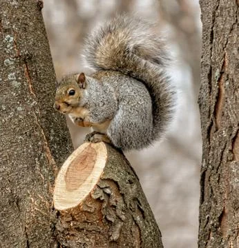 Single Grey Squirrel in a Tree With Cut Branch Stock-Fotos