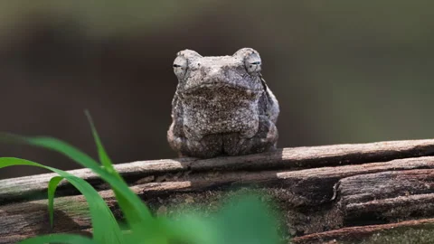 Single Grey Tree Frog Sit Over Tree Bark. Close Up Shot Stock Footage 264729387