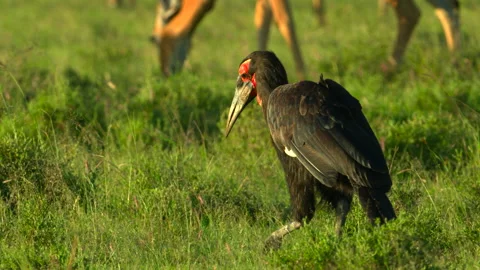 Single Ground Hornbill Stock Footage 201927019