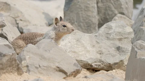 Single Ground Squirrel Sees Danger and Leaps Out of Frame - Slow Motion Stock Footage 138980682