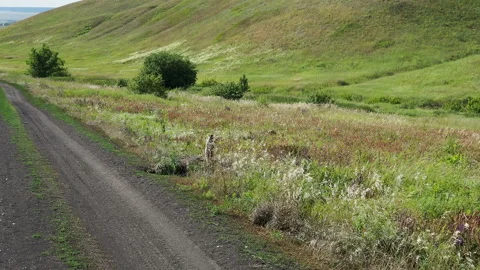 A single groundhog crawls out of its burrow Stock Footage 163650549