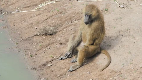 A single Guinea Baboon drinks from a water source on a hot day Stock Footage 113857007