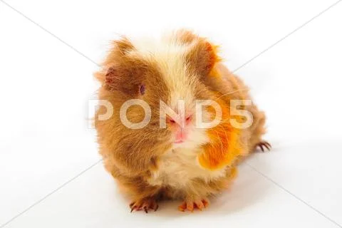Single guinea pig merino on white background Stock Photos