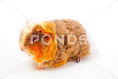 Single guinea pig merino on white background Stock Photos