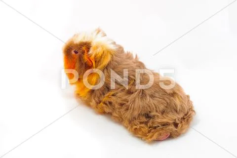 Single guinea pig merino on white background Stock Photos