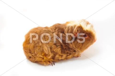 Single guinea pig merino on white background Stock Photos