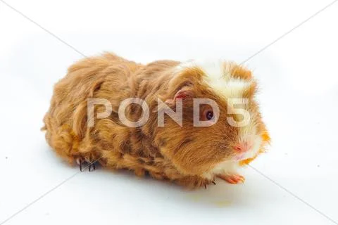 Single guinea pig merino on white background Stock Photos