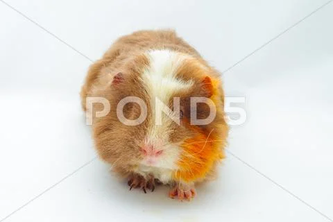 Single guinea pig merino on white background Stock Photos