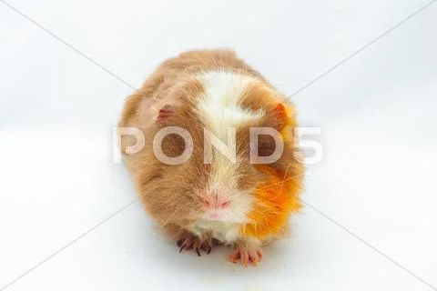 Single guinea pig merino on white background Stock Photos