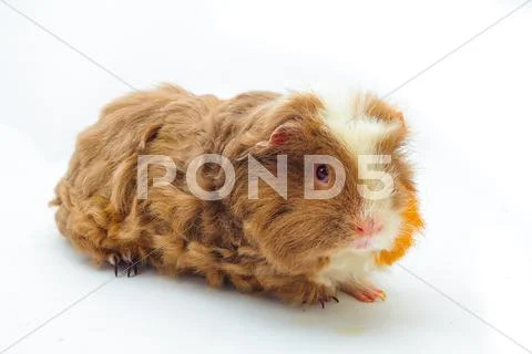 Single guinea pig merino on white background Stock Photos