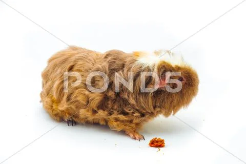 Single guinea pig merino on white background Stock Photos