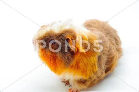 Single guinea pig merino on white background Stock Photos