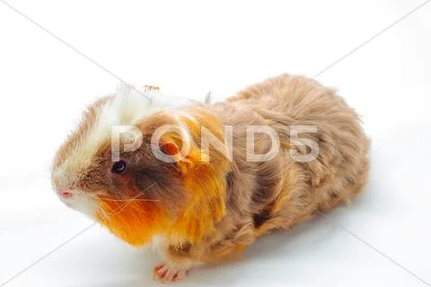 Single guinea pig merino on white background Stock Photos