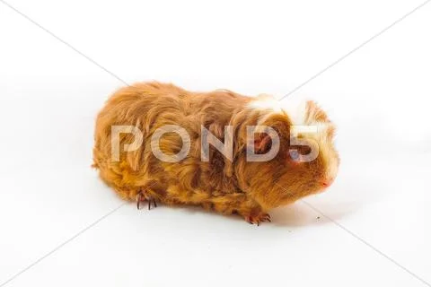 Single guinea pig merino on white background Stock Photos