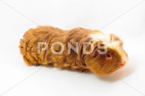 Single guinea pig merino on white background Stock Photos