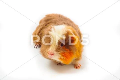Single guinea pig merino on white background Stock Photos