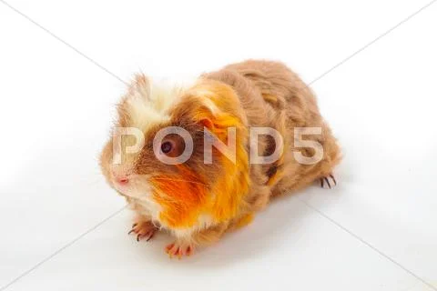 Single guinea pig merino on white background Stock Photos