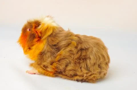 Single guinea pig merino on white background Stock Photos