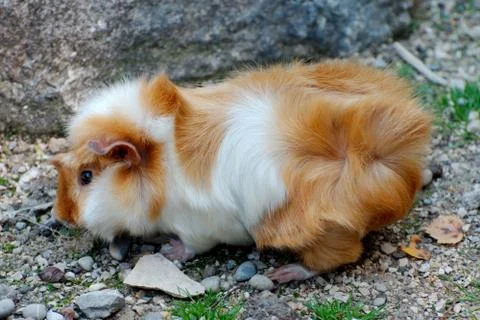 Single guinea pig Stock Photos