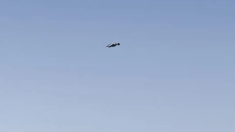Single gull navigating clear skies slow motion Stock Footage 336513801