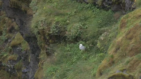 Single Gull Roosting on Cliff Face, Mulagljufur Canyon, Iceland Stock Footage 345276402