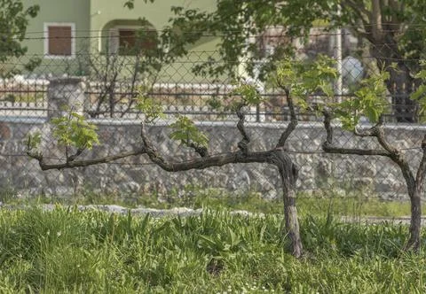 Single guyot trained old grape vine Stock Photos