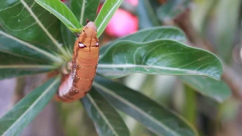 A single gypsy moth can eat 1 square meter of leaves. 스톡 동영상 87258752