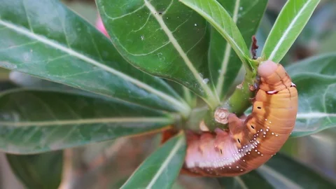 A single gypsy moth can eat 1 square meter of leaves. Видео 87259852