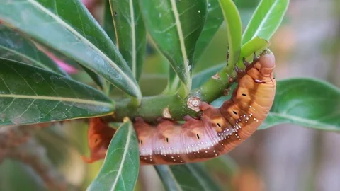 A single gypsy moth can eat 1 square meter of leaves. Vídeo Stock 87259853