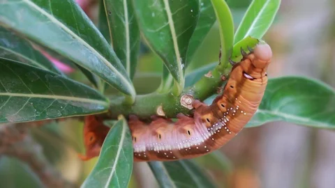 A single gypsy moth can eat 1 square meter of leaves. Vídeo Stock 87262823