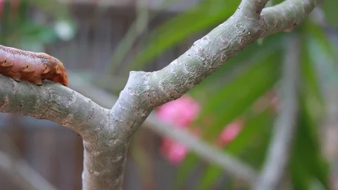 A single gypsy moth can eat 1 square meter of leaves. Видео 87263440