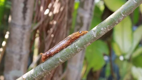 A single gypsy moth can eat 1 square meter of leaves. 스톡 동영상 87266420