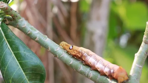 A single gypsy moth can eat 1 square meter of leaves. 스톡 동영상 87266828