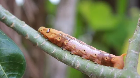 A single gypsy moth can eat 1 square meter of leaves. Vídeo Stock 87267110