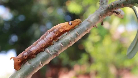 A single gypsy moth can eat 1 square meter of leaves. Vídeo Stock 87267127